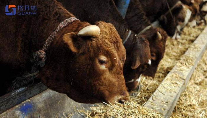 飼料存在重金屬動物健康，智能石墨消解儀為您擺脫束縛